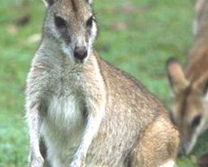 Koala Villas And Caravan Park - Northern Rivers Accommodation 5