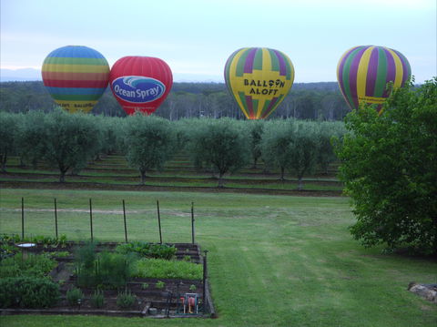 Adina Vineyard & Olive Grove - Northern Rivers Accommodation 1
