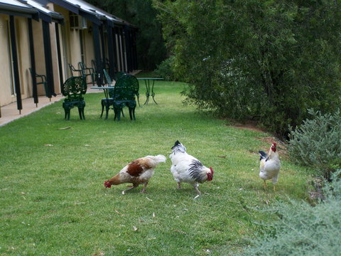 Burra Motor Inn - Northern Rivers Accommodation 2