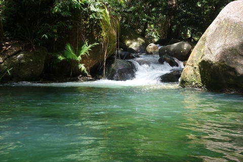 Daintree Secrets Rainforest Sanctuary - Northern Rivers Accommodation 0