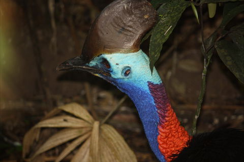 Daintree Wilderness Lodge - Northern Rivers Accommodation 1