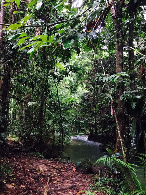 Daintree Wilderness Lodge - Northern Rivers Accommodation 2