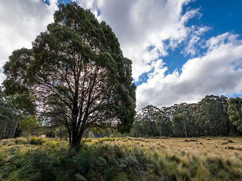 Nunnock Campground - Northern Rivers Accommodation 0