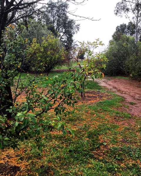 Whispering Pines Farm Stay - Northern Rivers Accommodation 1