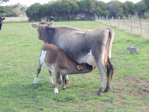 Animal Land Farm Stay - Northern Rivers Accommodation 2