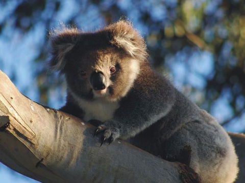 Bimbi Park Camping Under Koalas - Northern Rivers Accommodation 0