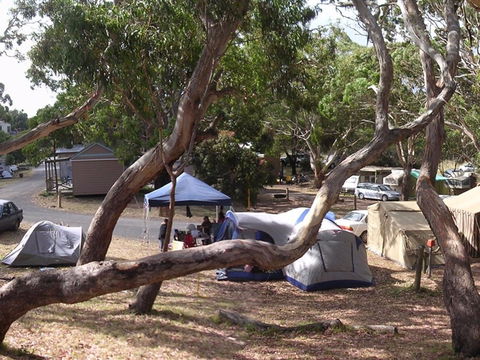 Bimbi Park Camping Under Koalas - Northern Rivers Accommodation 1