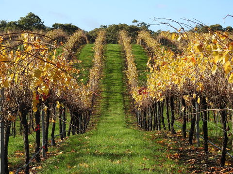 Miners Ridge Vineyard Railway Carriage B&B - Northern Rivers Accommodation 1