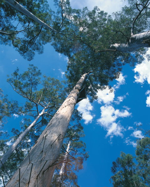 Drafty's Camp At Warren National Park - Northern Rivers Accommodation 2