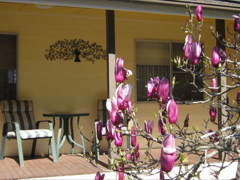 Figtree Cottage - Northern Rivers Accommodation 1