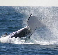 Whale Watching Sydney - Northern Rivers Accommodation