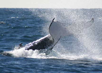 Whale Watching Sydney - Northern Rivers Accommodation 0