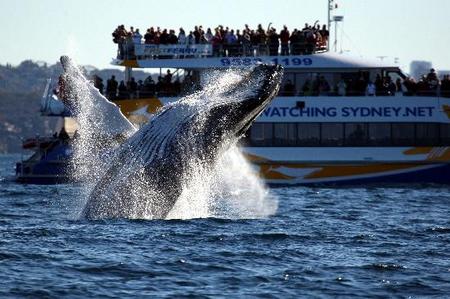 Whale Watching Sydney - Northern Rivers Accommodation 1