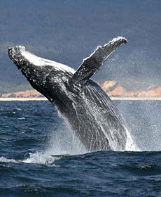 Whale Watching Sydney - Northern Rivers Accommodation 2