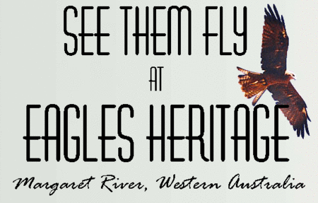 Eagles Heritage Raptor Wildlife Centre - Northern Rivers Accommodation