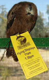 Eagles Heritage Raptor Wildlife Centre - Northern Rivers Accommodation 1