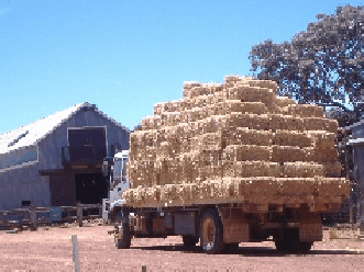 Avondale Discovery Farm - Northern Rivers Accommodation 1
