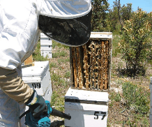 The House Of Honey - Northern Rivers Accommodation 0