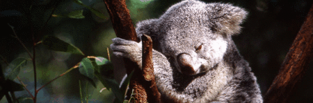 Koala and River Cruise by Mirimar Cruises - Northern Rivers Accommodation