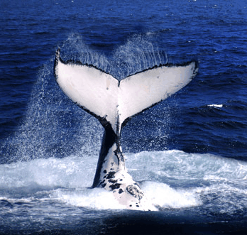 Brisbane Whale Watching - Northern Rivers Accommodation