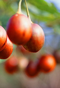  Northern Rivers Accommodation