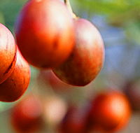 Tropical Fruit World - Northern Rivers Accommodation