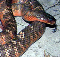 Armadale Reptile  Wildlife Centre - Northern Rivers Accommodation