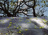 Hawthorn Studio & Gallery - Northern Rivers Accommodation 3