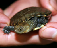 Perth Zoo - Northern Rivers Accommodation 1