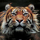 Perth Zoo - Northern Rivers Accommodation 2