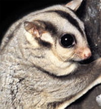 Perth Zoo - Northern Rivers Accommodation 3