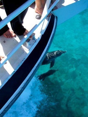 Pelican Charters - Northern Rivers Accommodation 0