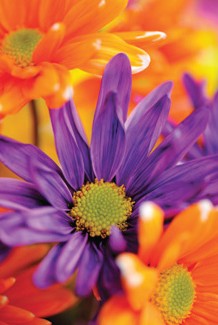 Warringal Shopping Centre - Northern Rivers Accommodation 3