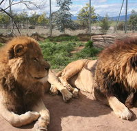 Mansfield Zoo - Northern Rivers Accommodation