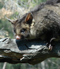 Moonlit Sanctuary Wildlife Conservation Park - Northern Rivers Accommodation 0