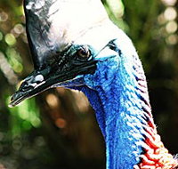 Alma Park Zoo - Northern Rivers Accommodation