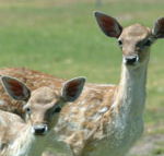Marapana Wildlife Park - Northern Rivers Accommodation