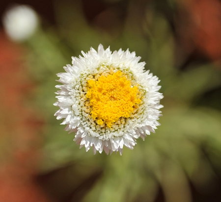 Alice Springs Desert Park - Northern Rivers Accommodation 1