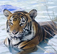 Zoo Doo Wildlife Park - Northern Rivers Accommodation