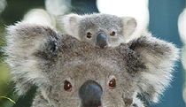 Port Macquarie NSW Northern Rivers Accommodation