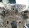 Billabong Koala and Wildlife Park - Northern Rivers Accommodation