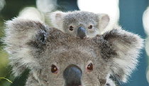 Billabong Koala And Wildlife Park - Northern Rivers Accommodation 0