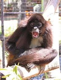 Billabong Koala And Wildlife Park - Northern Rivers Accommodation 1