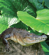 Billabong Koala And Wildlife Park - Northern Rivers Accommodation 2