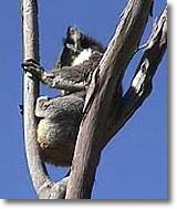 OZe Wildlife - Northern Rivers Accommodation 2