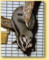 OZe Wildlife - Northern Rivers Accommodation 3