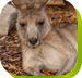 Calmsley Hill City Farm - Northern Rivers Accommodation
