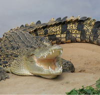 Dundee's Wildlife Park - Northern Rivers Accommodation