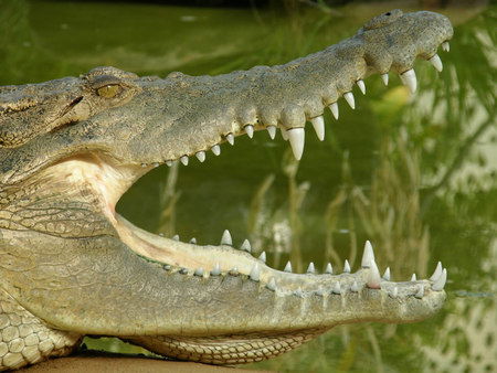 Dundee's Wildlife Park - Northern Rivers Accommodation 1