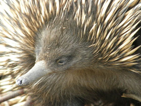 Dundee's Wildlife Park - Northern Rivers Accommodation 3